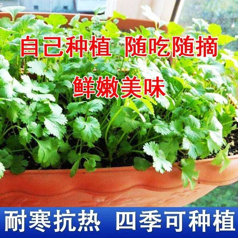 四季香菜种子阳台蔬菜种籽大叶速生香菜种子盆栽室内芫荽种子大全
