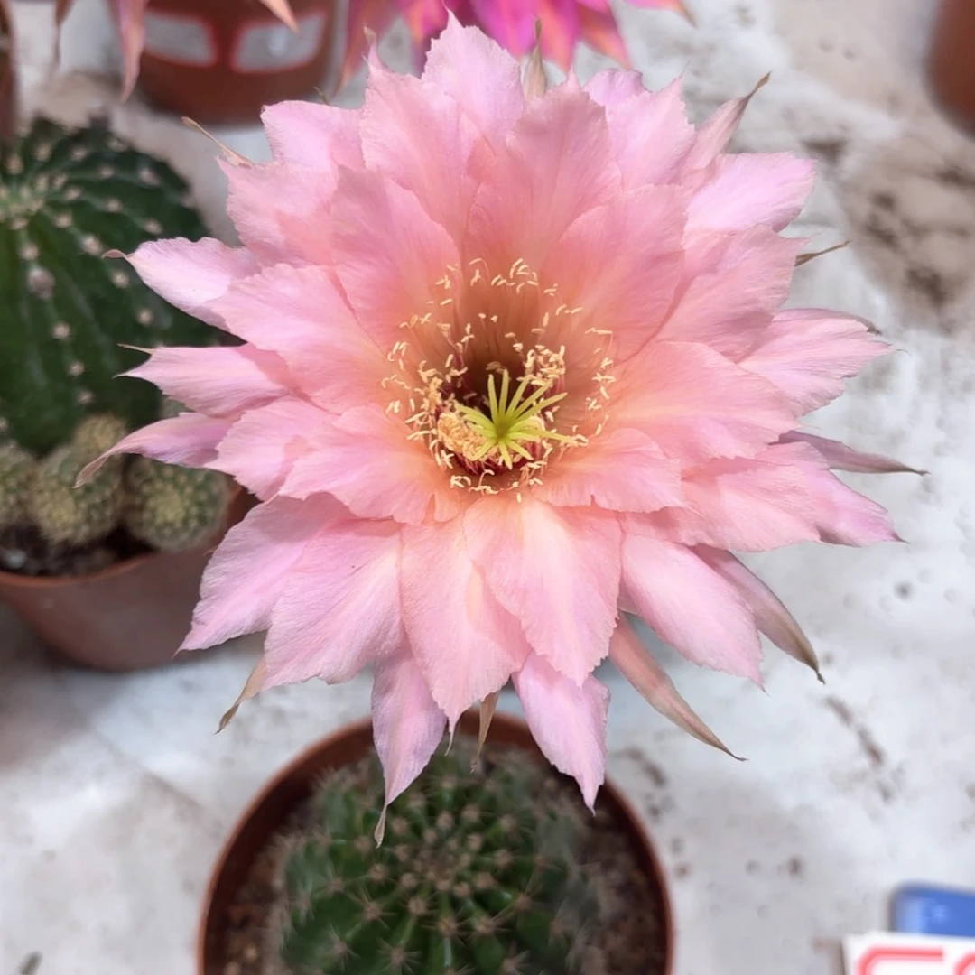 彩草11号5.5公分左右