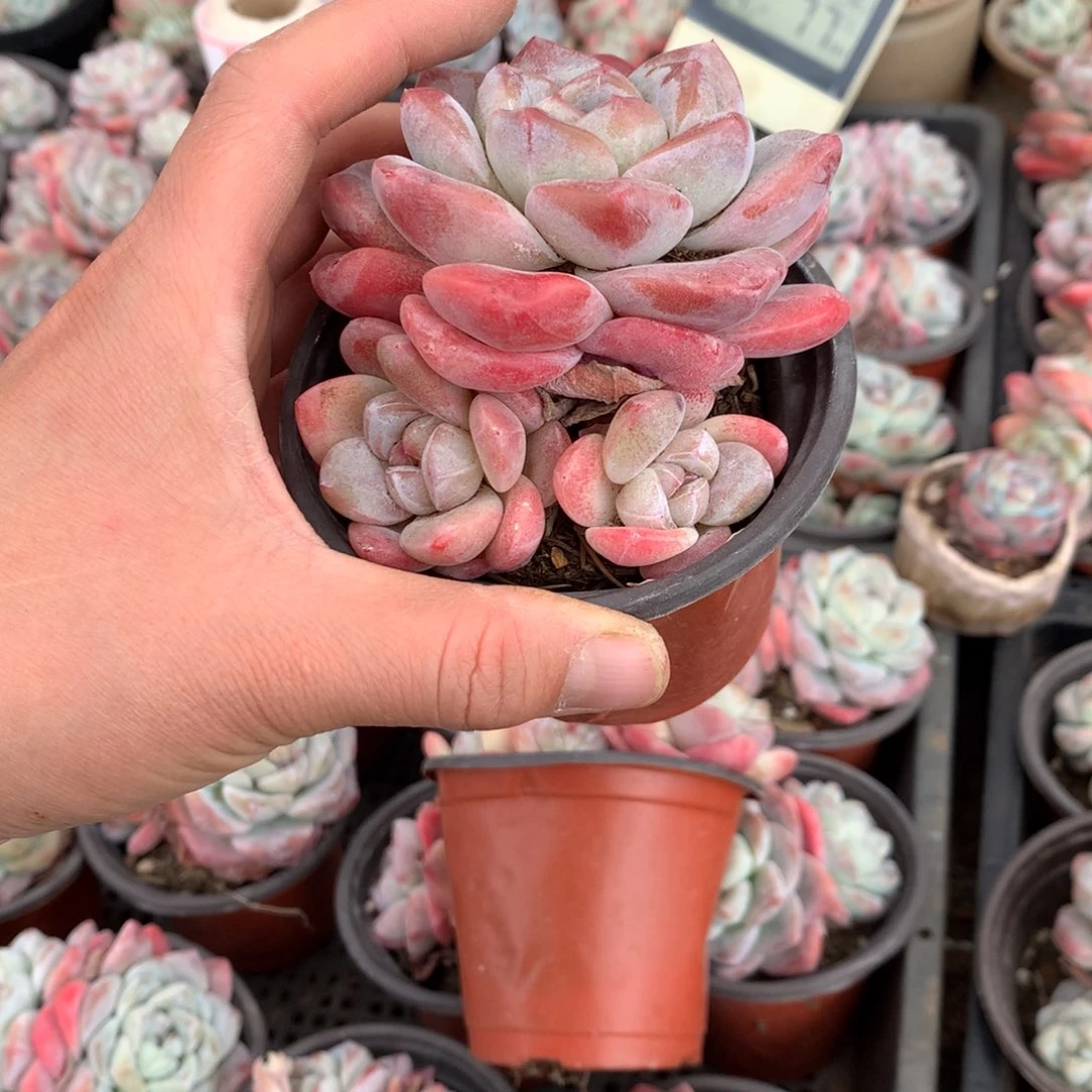 Cheese 哈哈哈哈哈哈哈哈