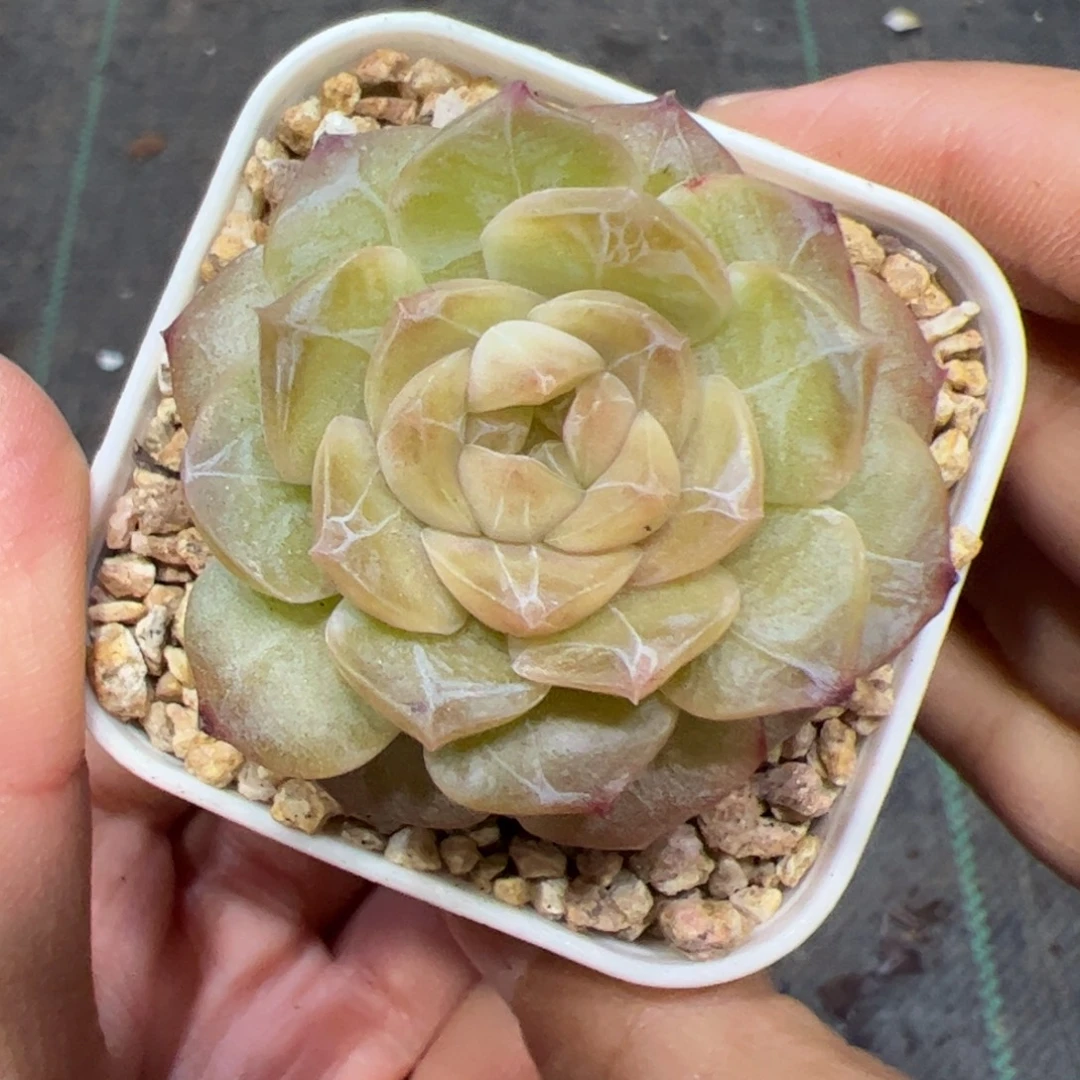 247 多肉植物组合盆栽