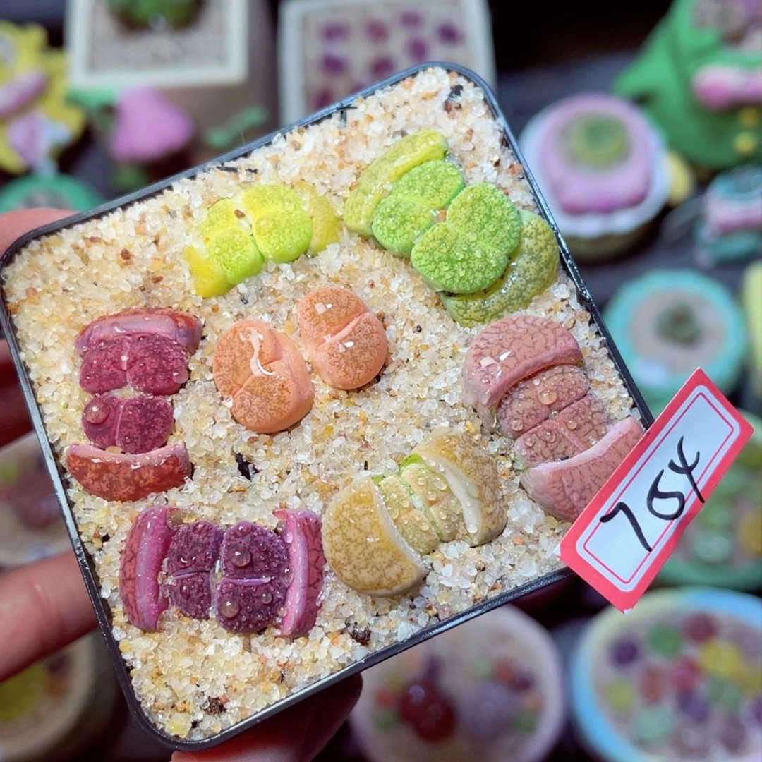 754生石花带盆发