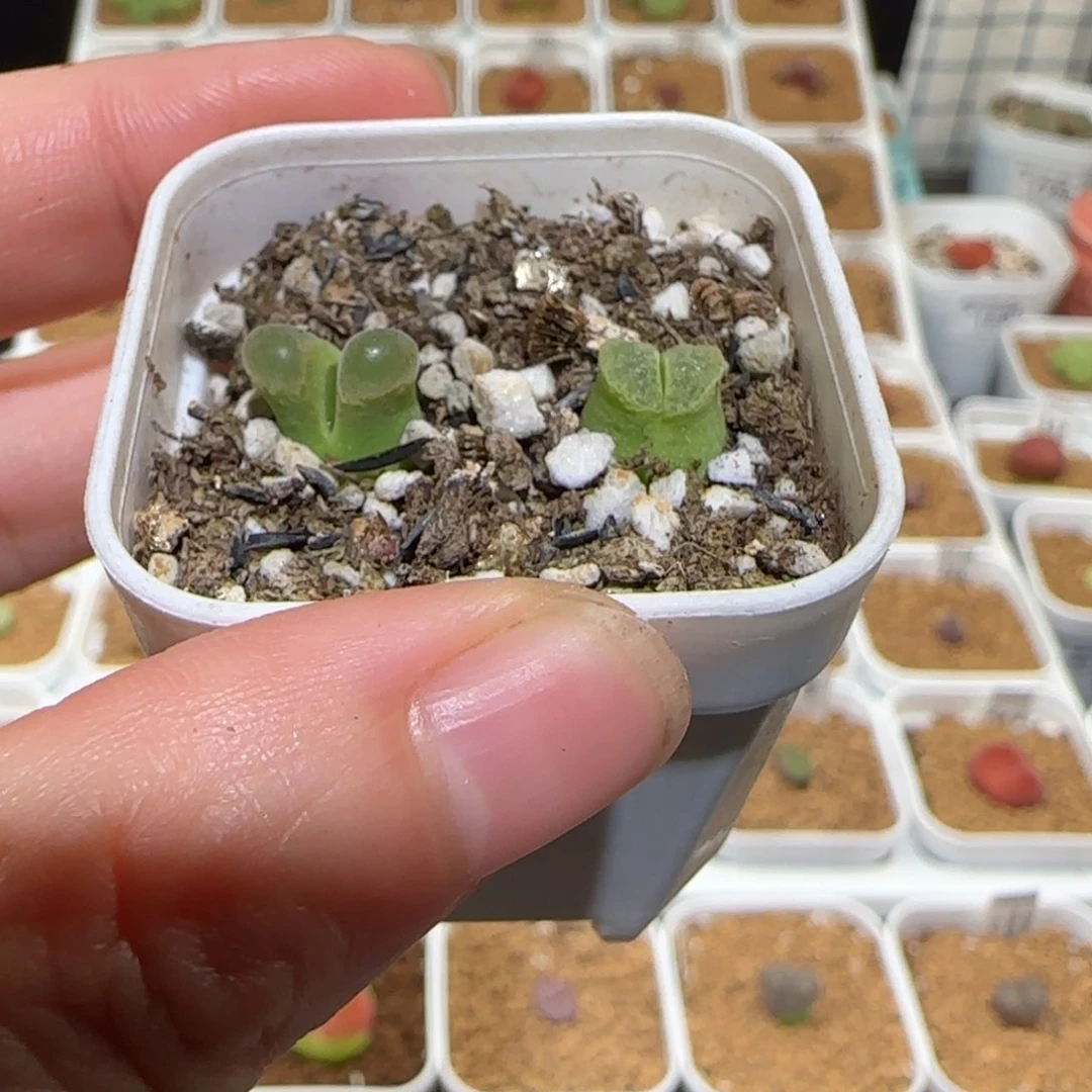 肉锥多肉植物百科-1702