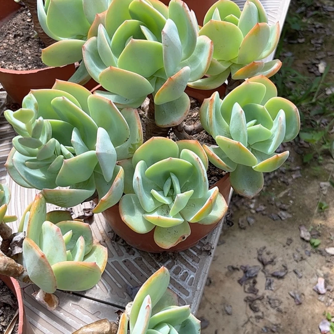 【闪购商品】无花朵妮*