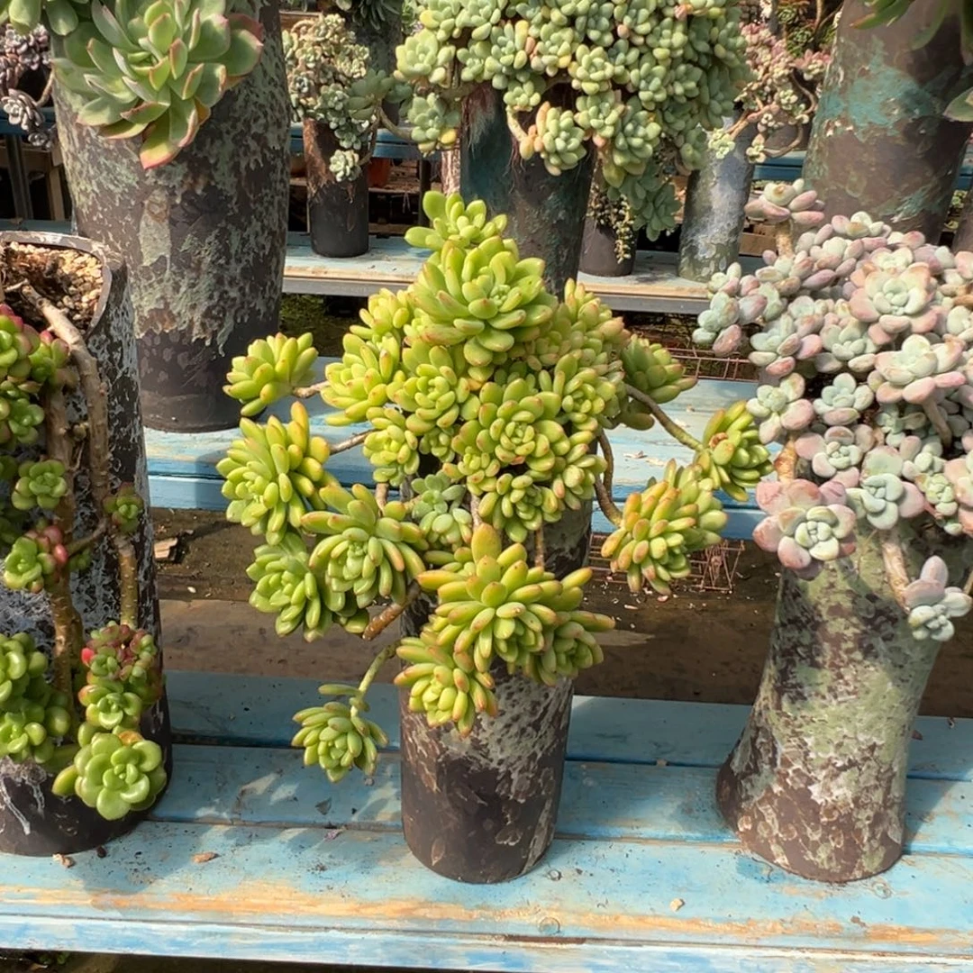 精品春萌妖桩 裸肉