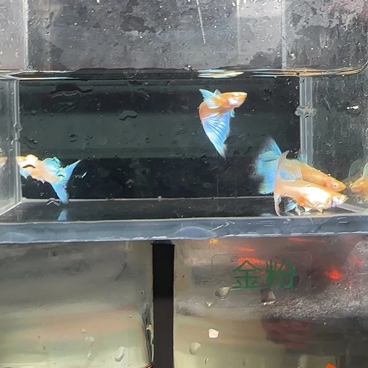 孔雀鱼关注主播可以拍
