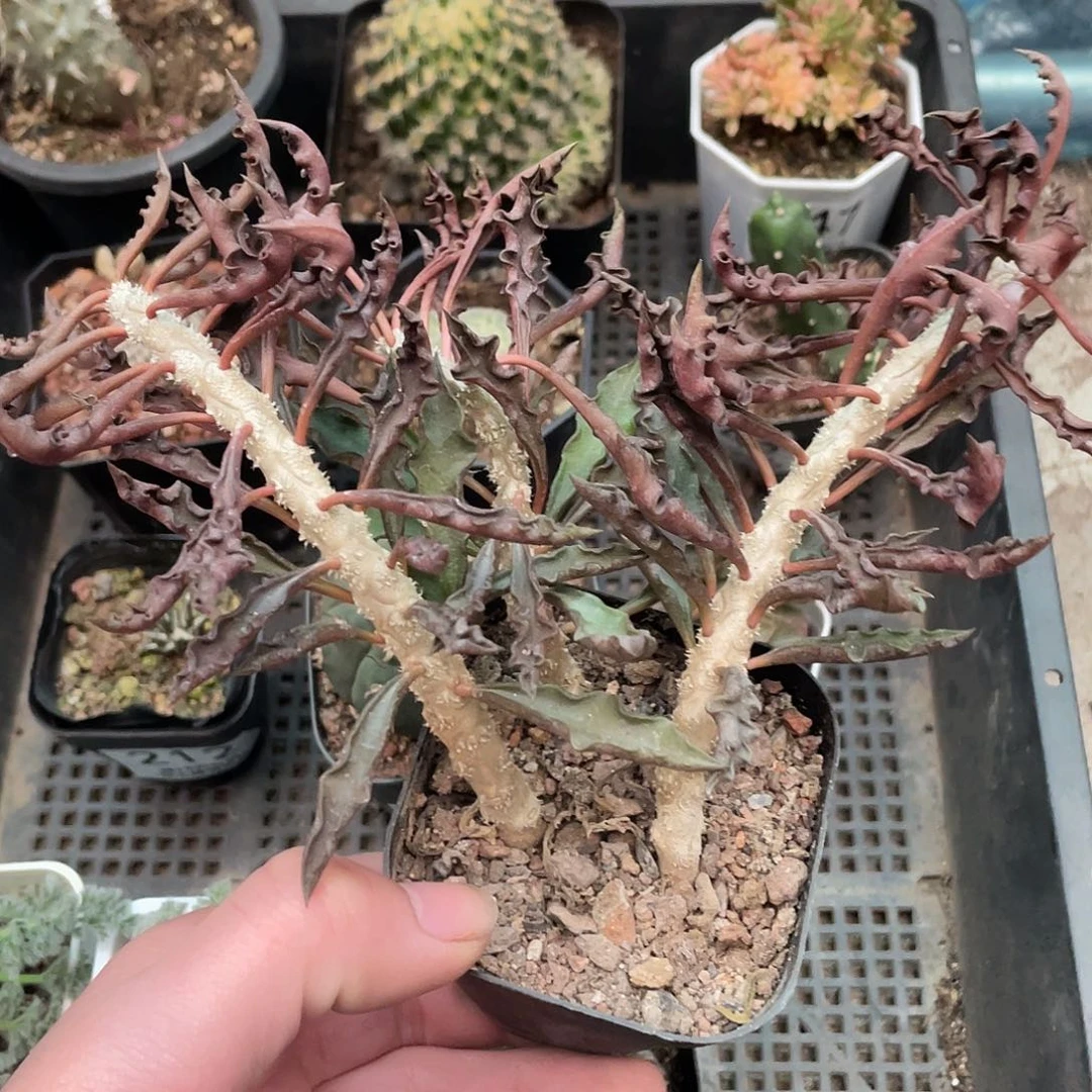 皱叶麒麟（满18包邮）