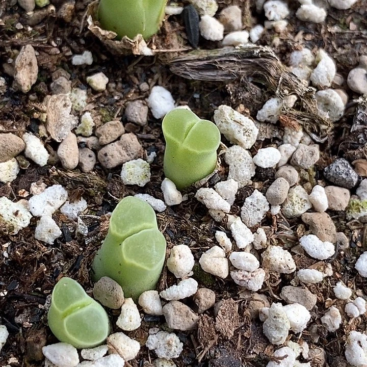 12596天鹅绒一筐