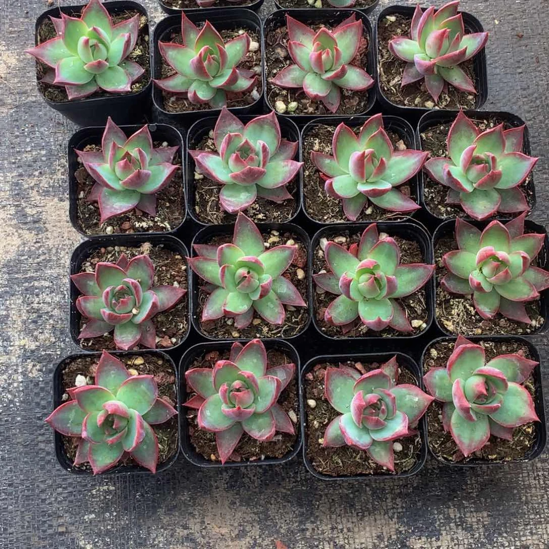 惊鸿 特价随机。（不满9.99发叶子）