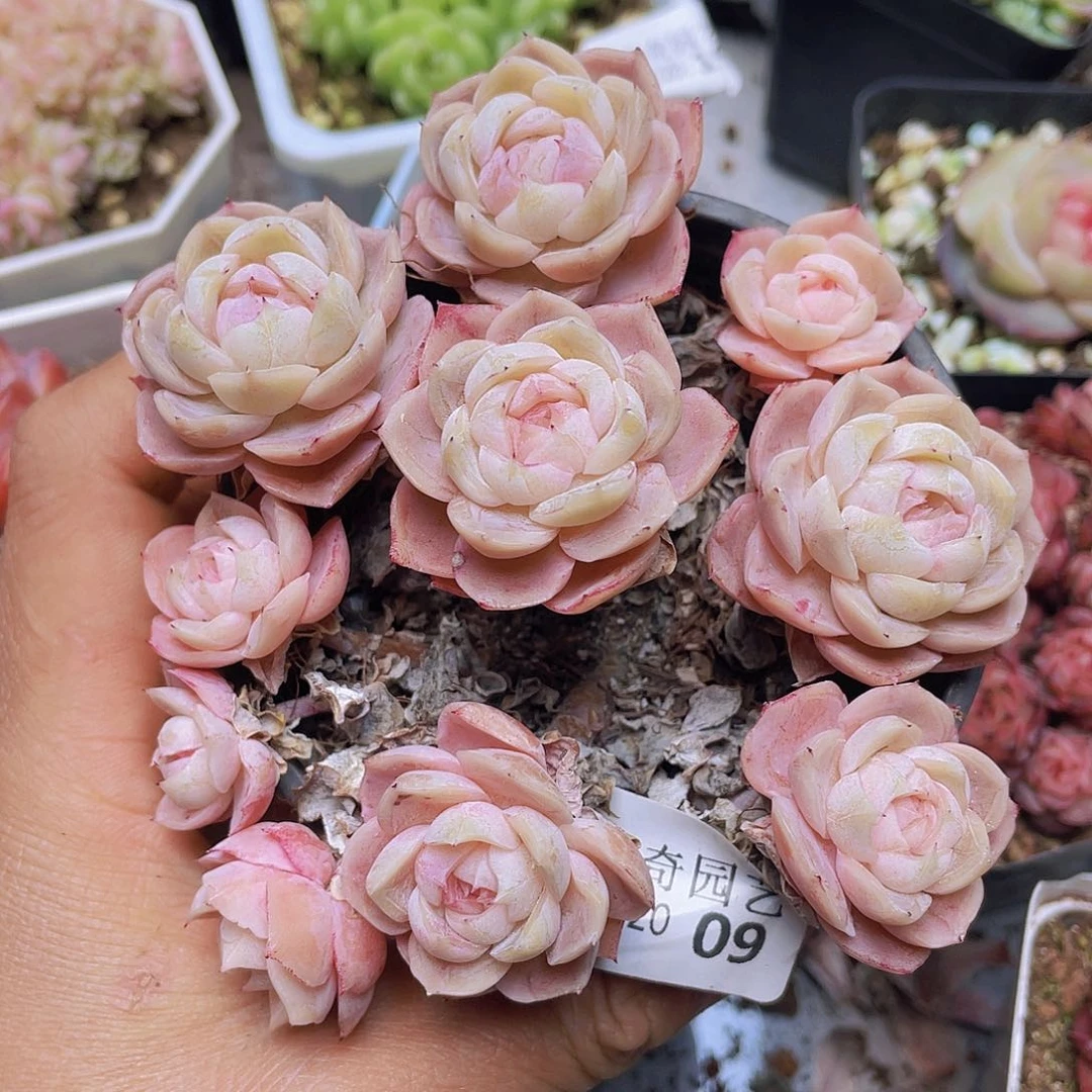 000000000000009量拍