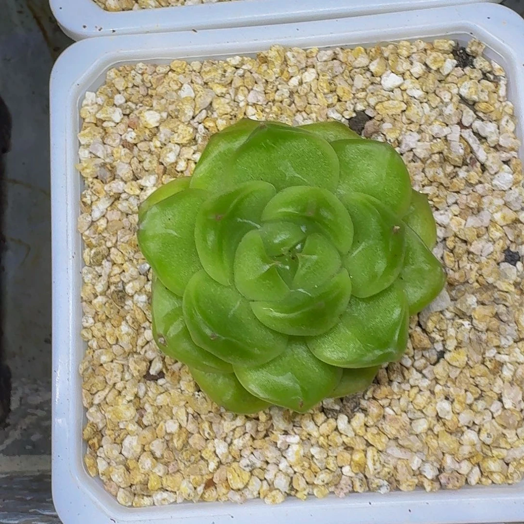 软糖珍妮 一物一拍