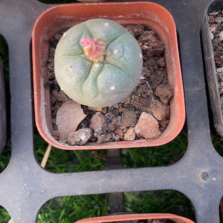 单头小鱼哪里25包邮