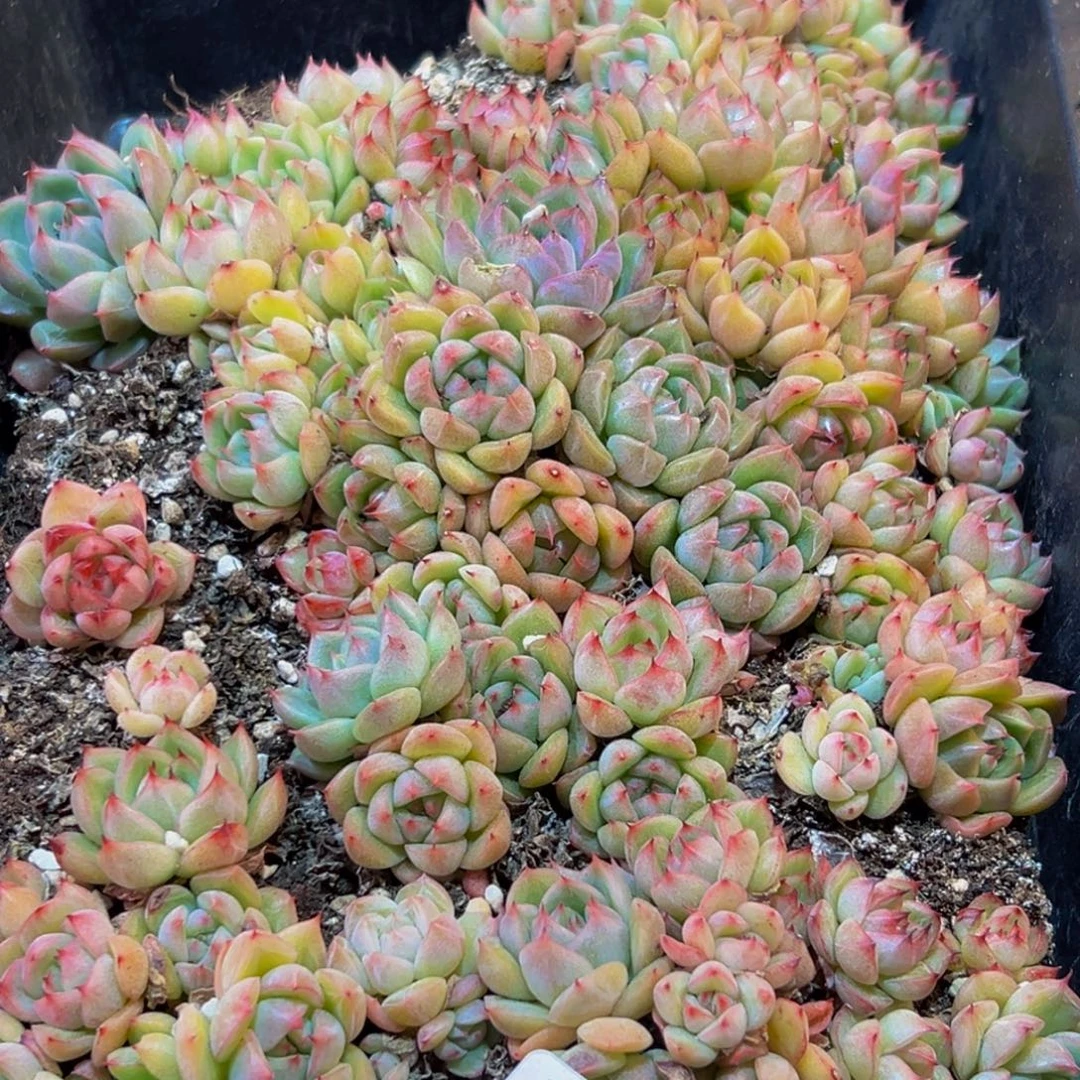 346大热天的一个小时后我