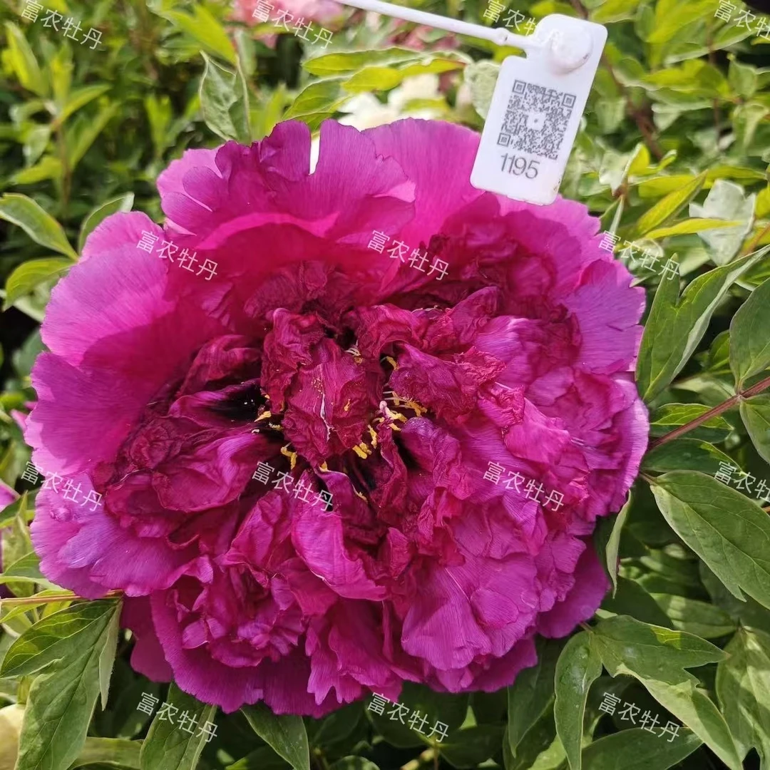 富农紫斑牡丹种生苗（红色系大丽花萱草花）
