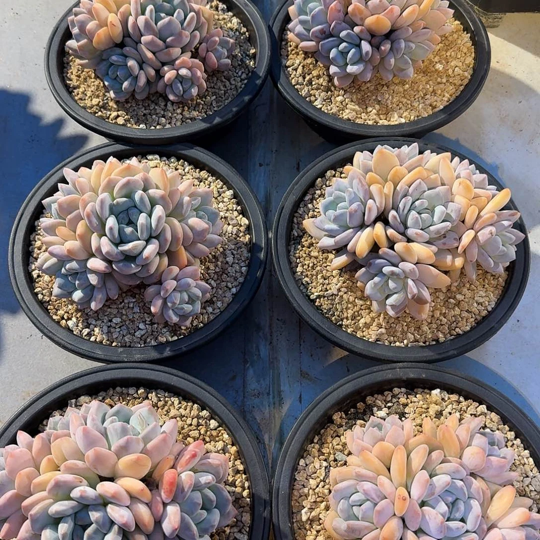 奥橙整无砍老桩群生