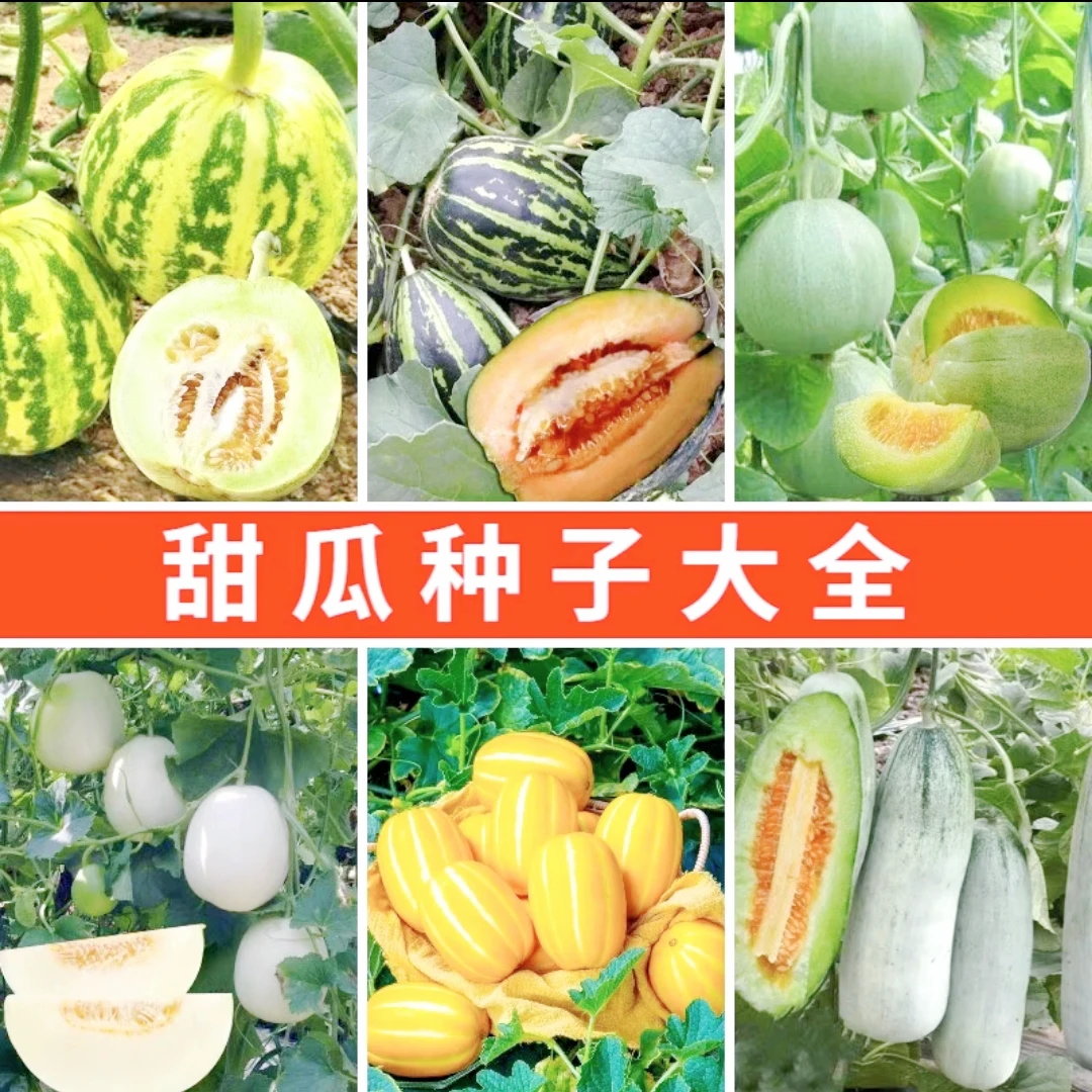 【甜瓜种子大全】超甜白沙糖甜瓜种香瓜可四季高产甜瓜籽绿宝石甜瓜