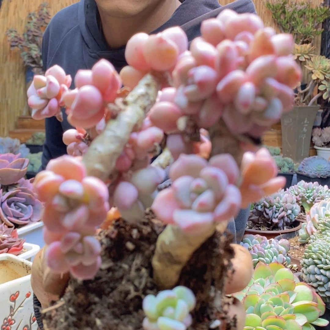 绍****司D2号白鹭老桩