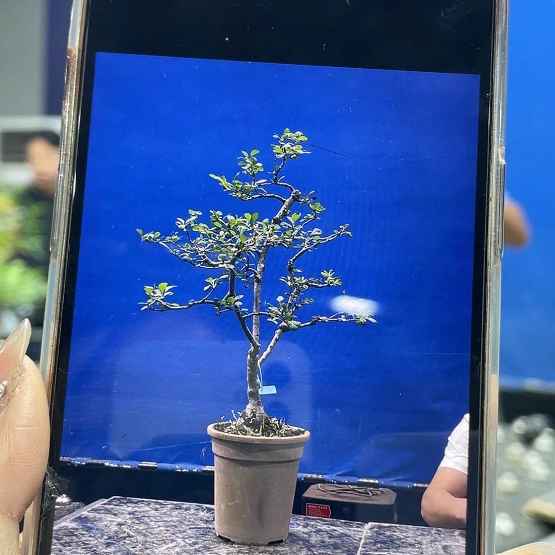 无花朵壹**利盆景艺术绿植