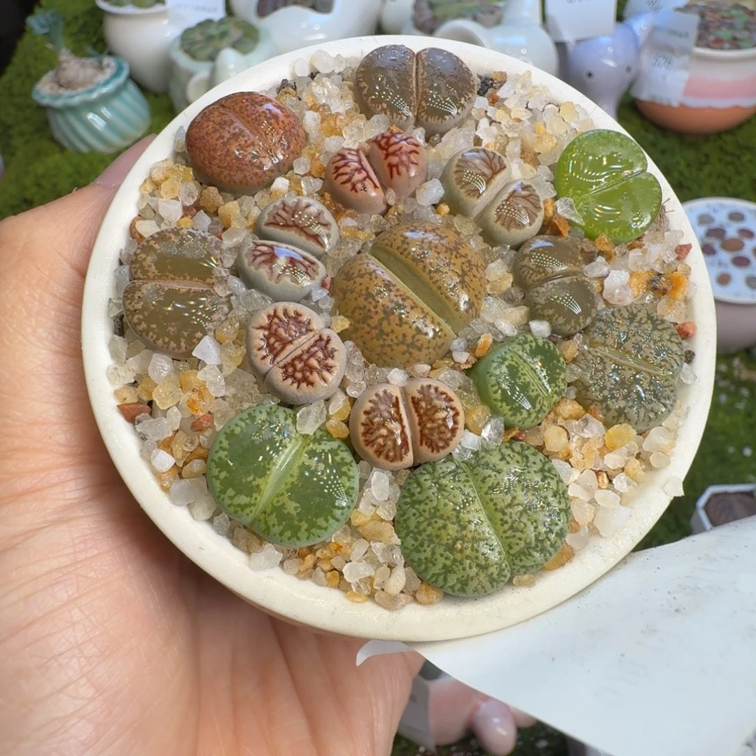 甜***甜多肉植物福利冲512