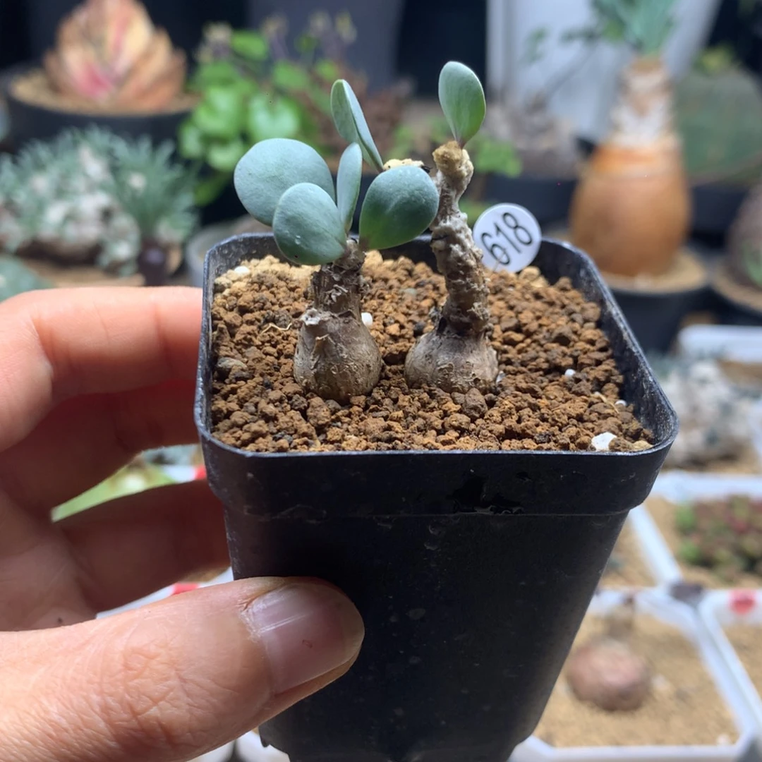 小派马厚敦菊福利带盆618