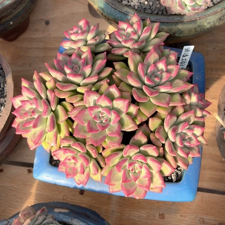 多肉植物 油漆桶-4