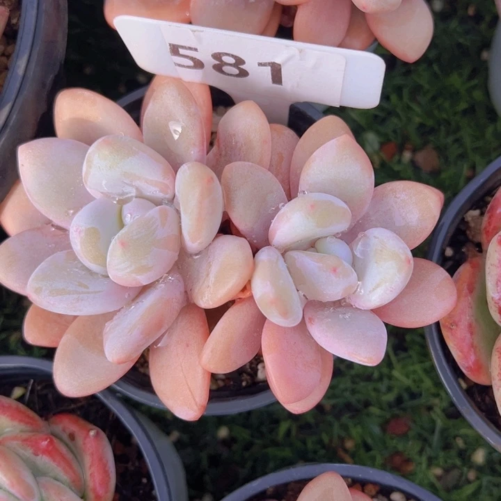 健健康康平平安安