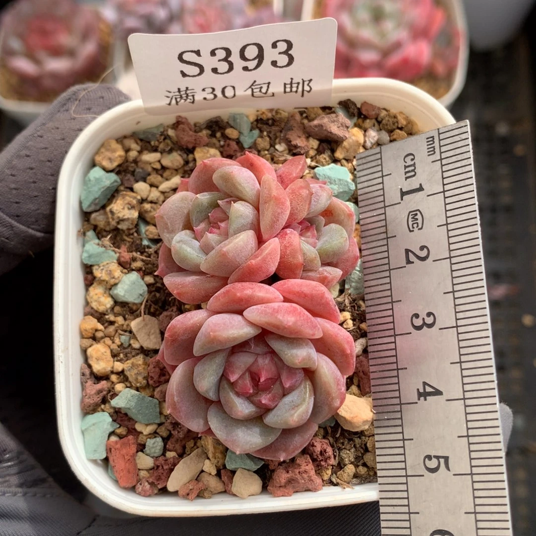 393。原始冰魄三头。