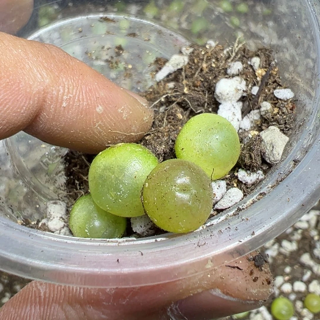 【闪购商品】 547.