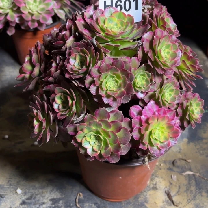 瑞妈，，，，。。。601。安娜，