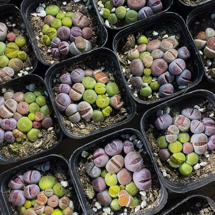 生石花3.8带盆土