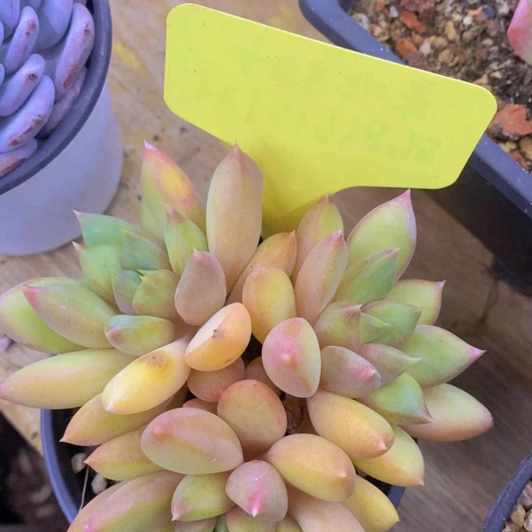 开心多肉，一物一拍