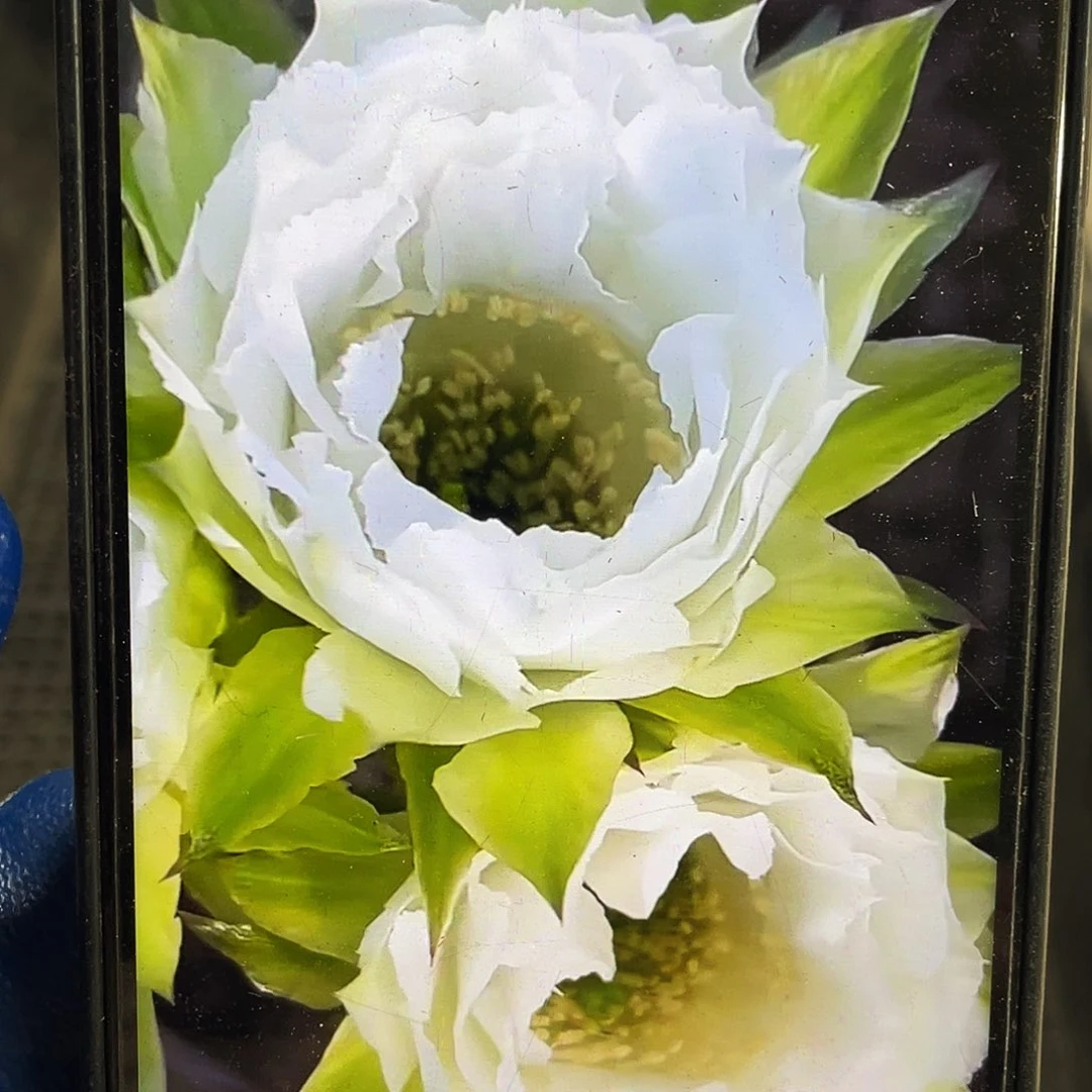 G1侧芽歪5公分以上满18包邮