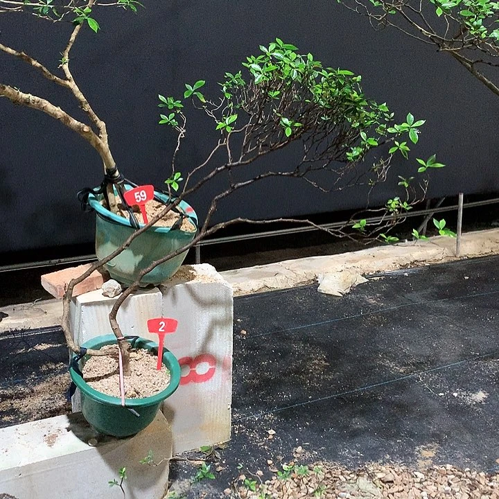 当前无花栽培后可以开花七*1