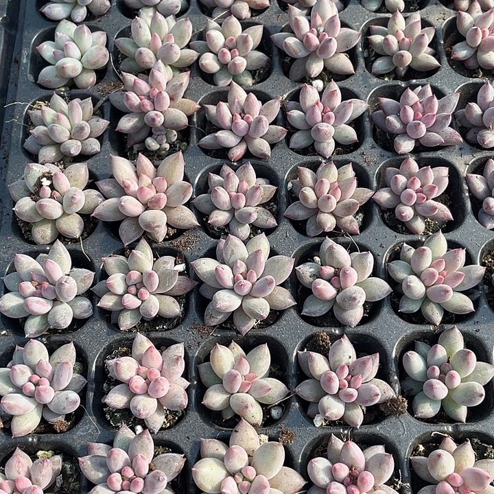 小虞美人1.99带土发货