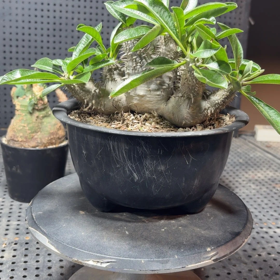 大黑20公分3699966666666666