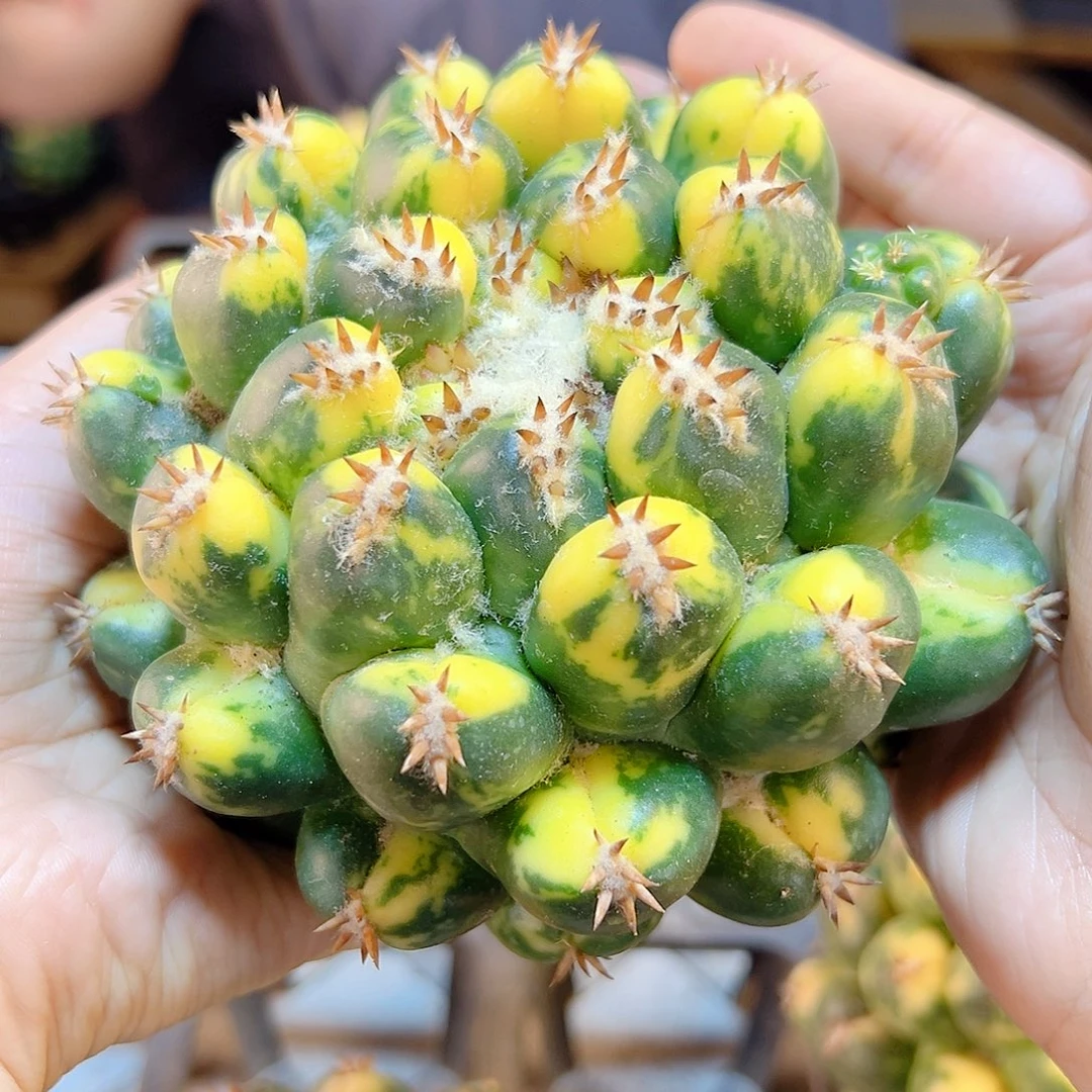 短豪刺獠牙锦无根含刺9.5公分