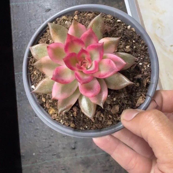 火焰山 锦 一物一拍