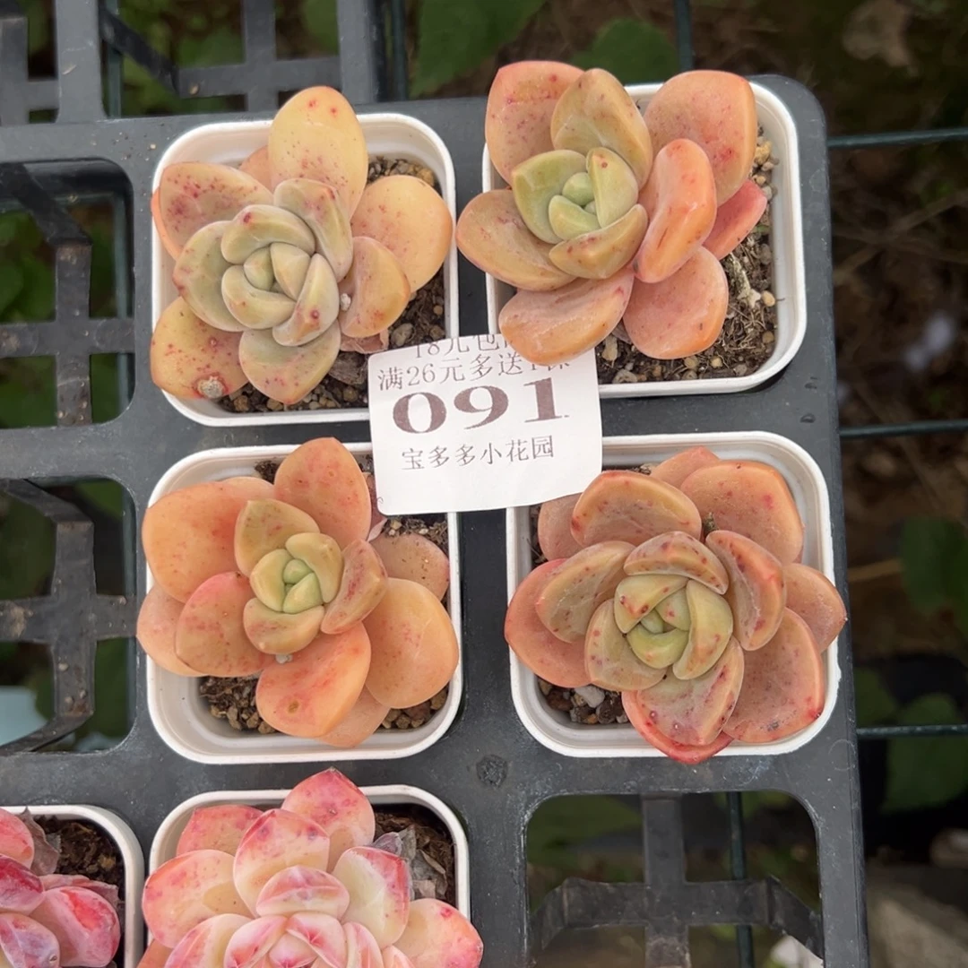 小***仔091号瑕疵奶芙到手4颗一物一拍满18包邮满26送一颗多肉