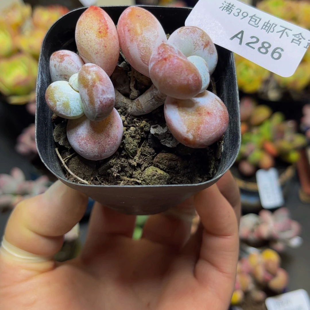 286雪美人5厘米多肉