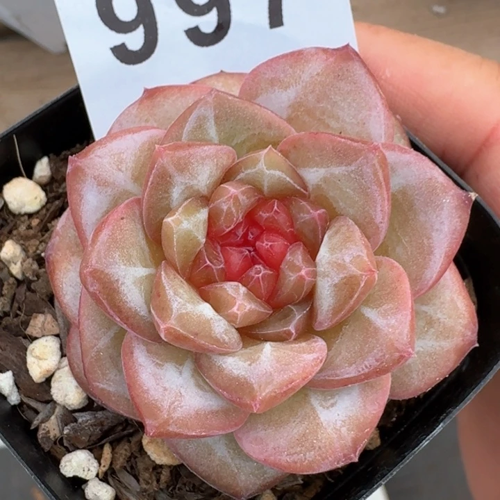 石榴籽琥珀            多肉植物