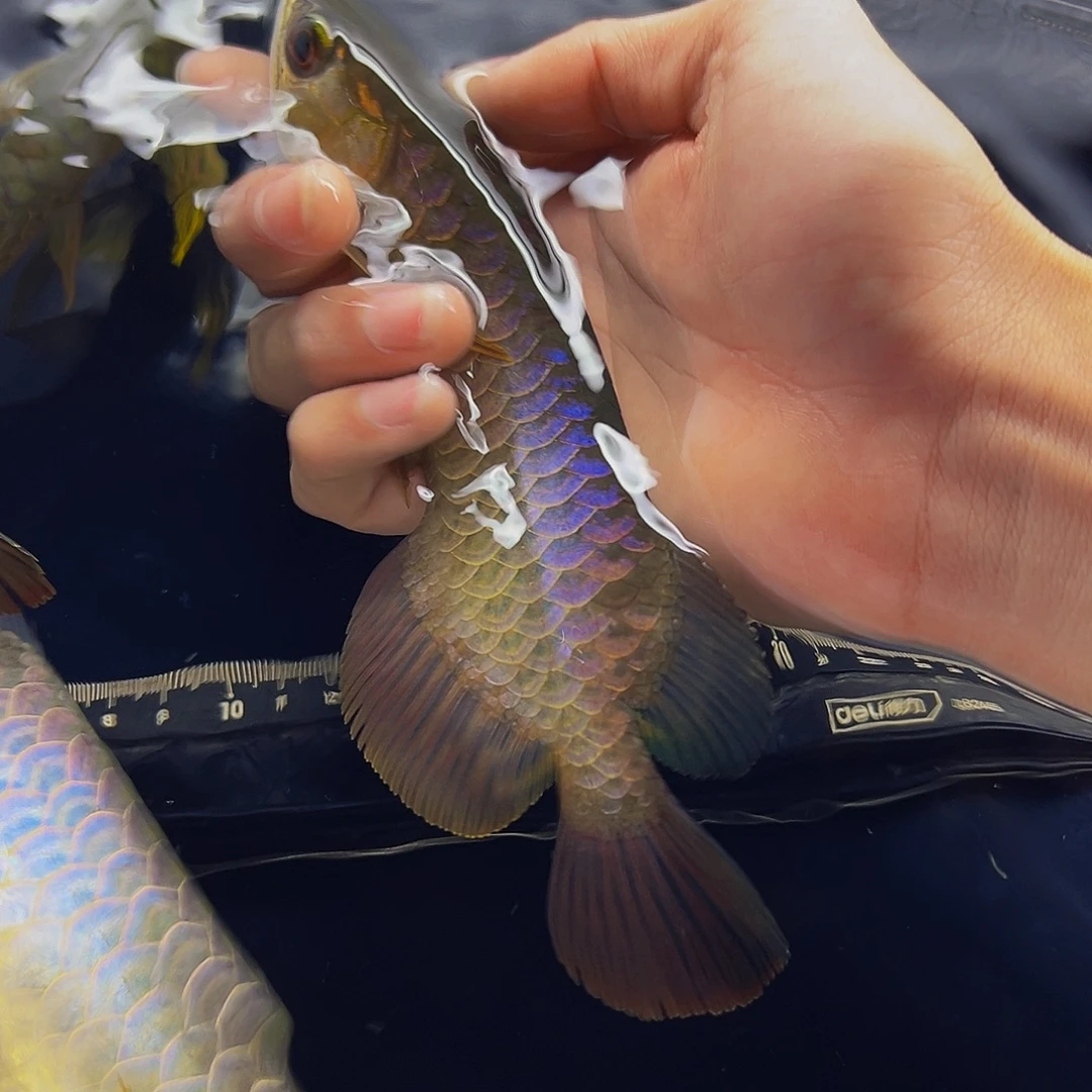 海水鱼观赏鱼热带鱼金龙鱼