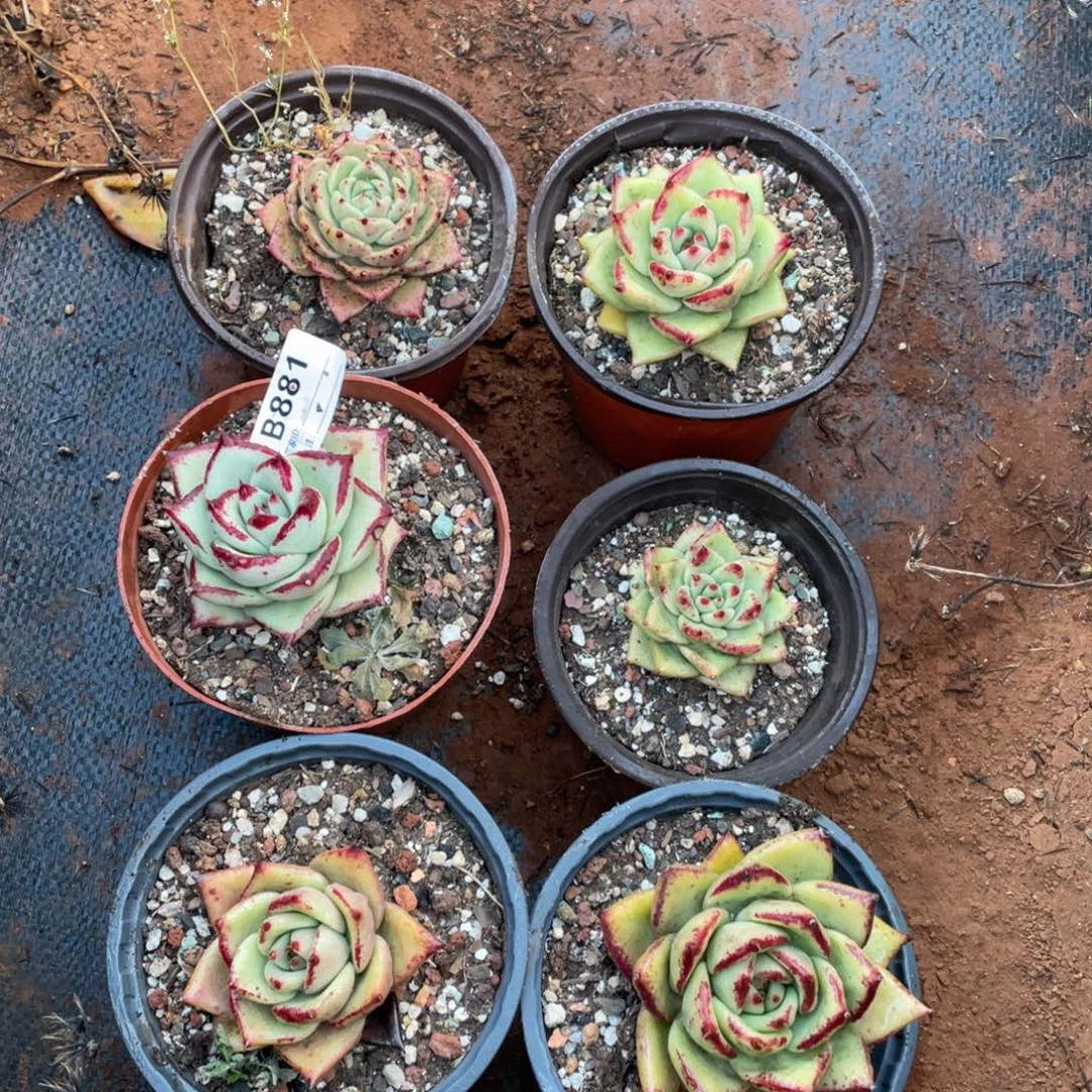 无花朵若如东云组拍B881