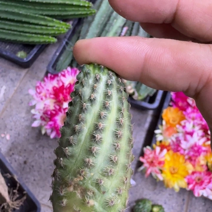 257丽花胡萝卜2个无根侧牙软，20包邮