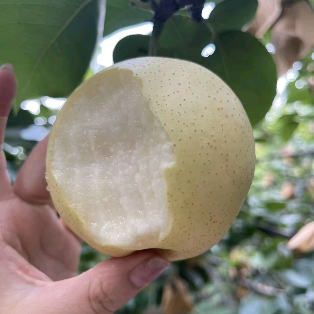 甘肃皇冠梨皮薄脆甜多汁原产地直发