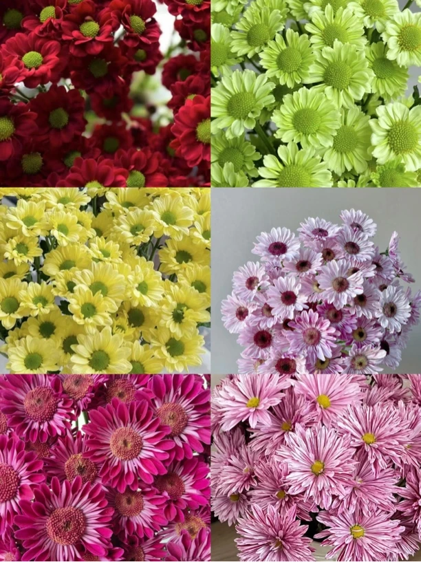 【琪家花卉】切花菊小雏菊小苗四季菊切花随意组合福利价
