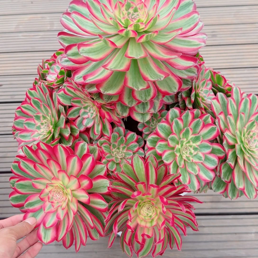 文***司多肉植物发货发货发货