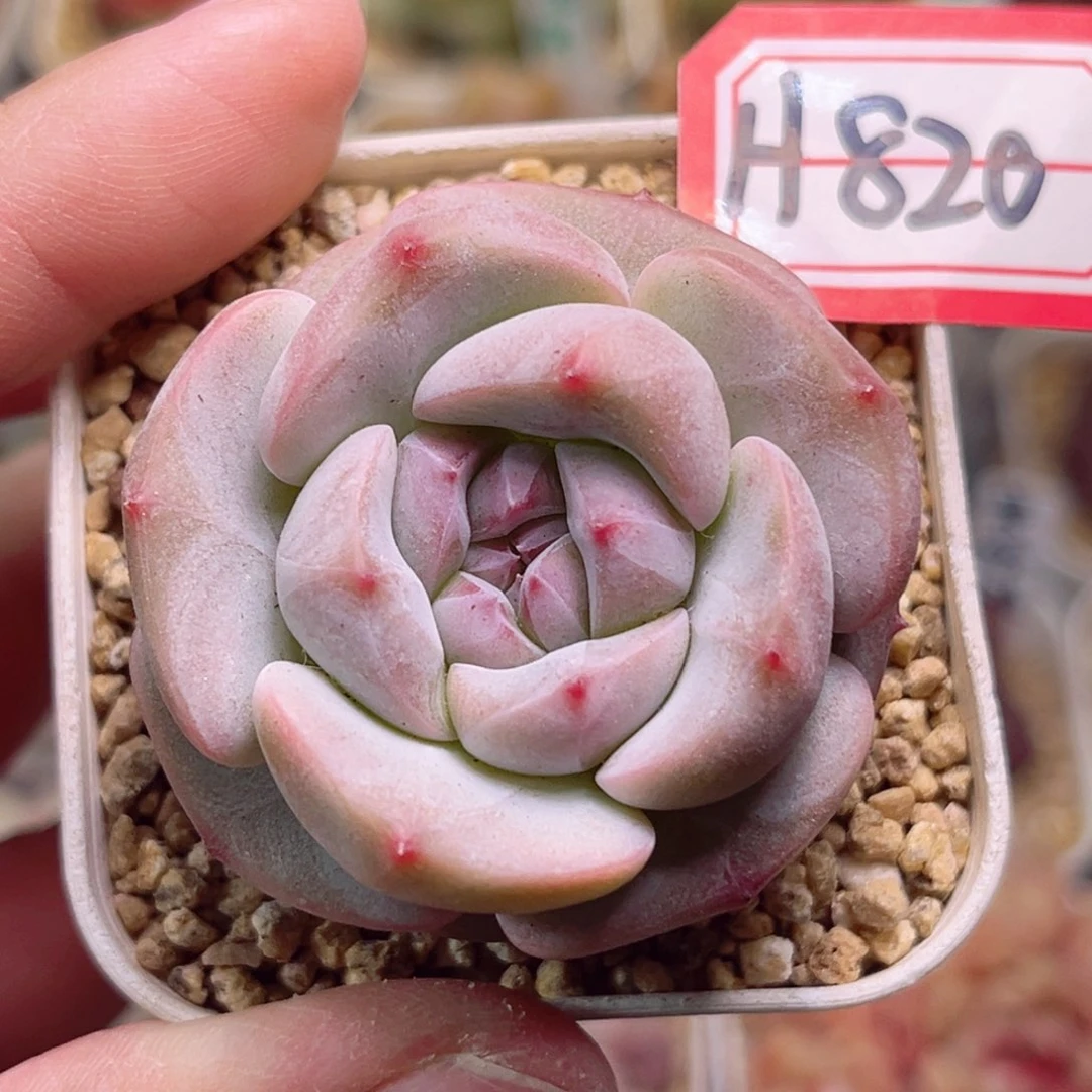 H820一物一拍 雪米饼