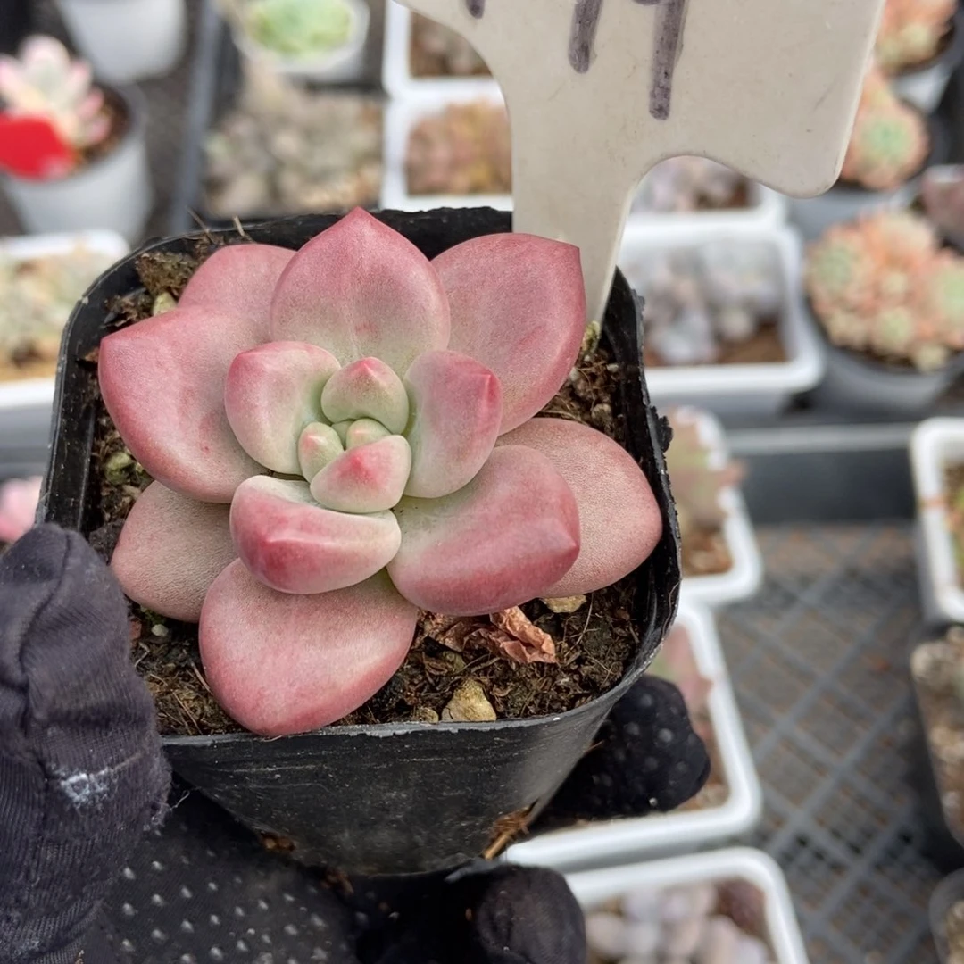 1019赫菲多肉植物保护