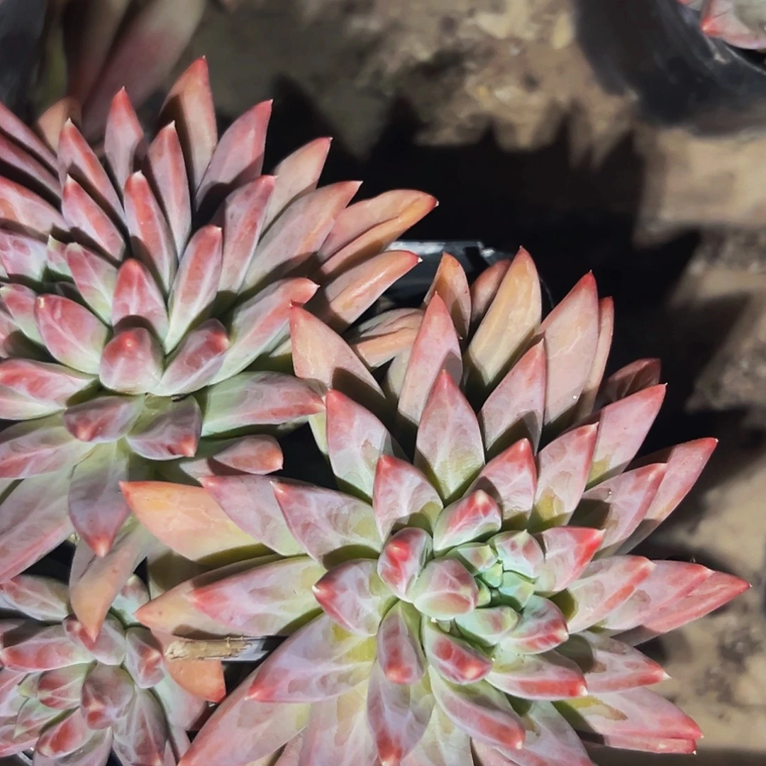 棉棉精品多肉系列