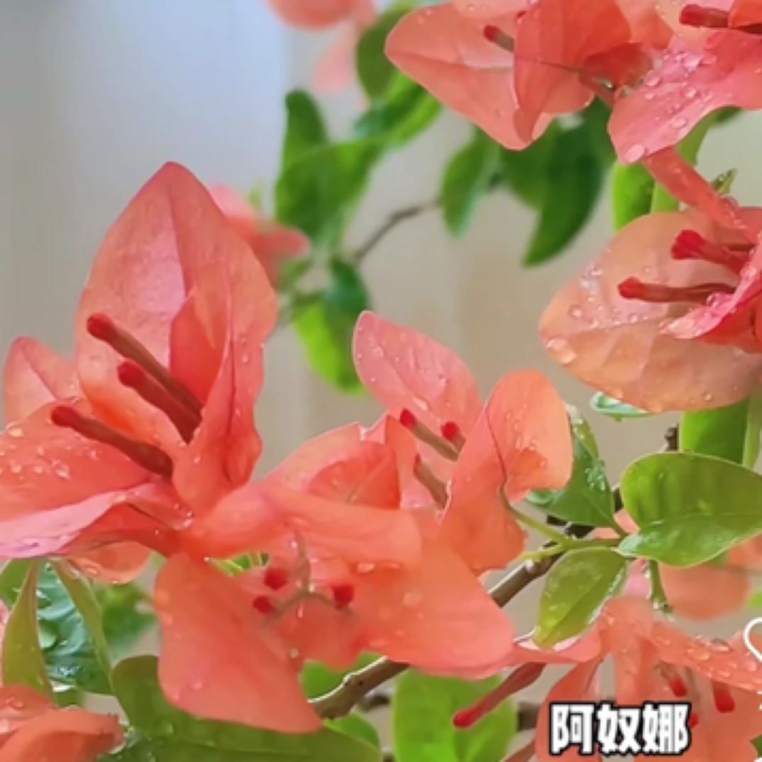 （阿奴娜）漳州热卖品种三角梅爬藤勤花四季爬藤