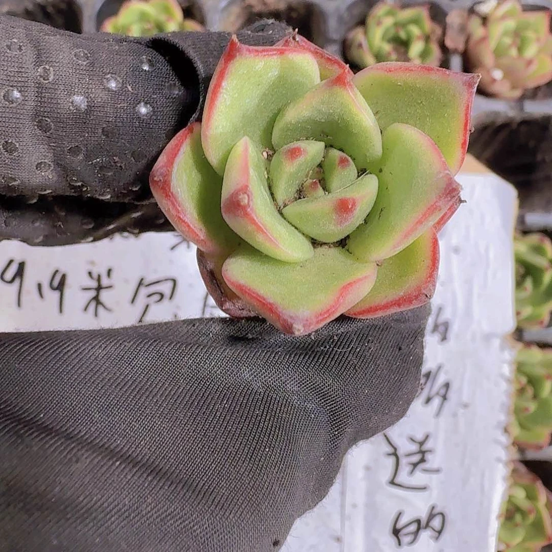 精品红牛两颗一组